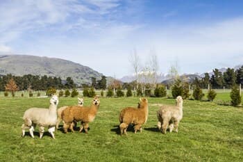 Criffel Station Farmstay
