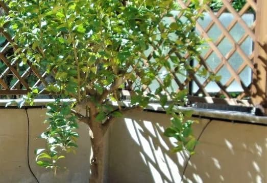La Tana di Sofia
