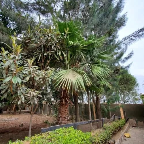 Palm Nest - Near Jkia