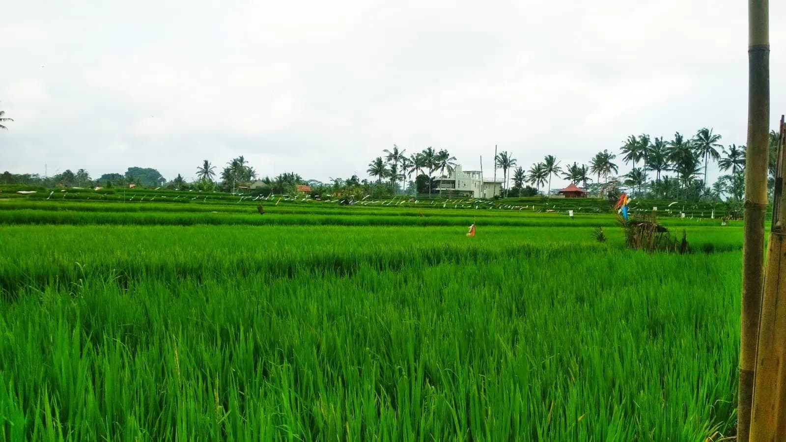 Intan Villa & Suite Moding Ubud