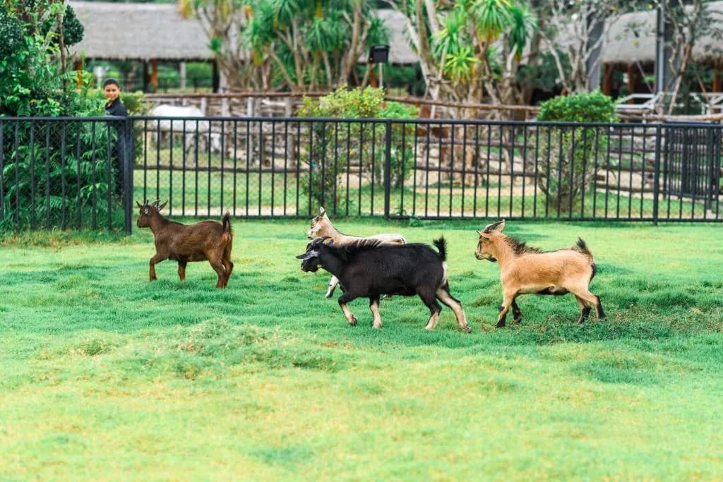 Niran Farm