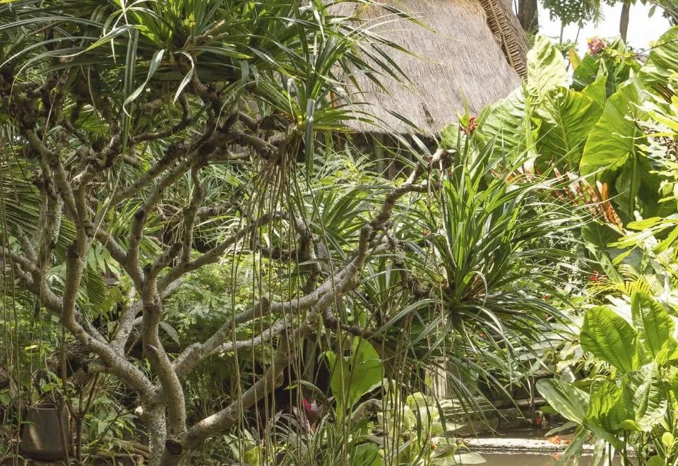Citrus Tree Villas Layla Bali
