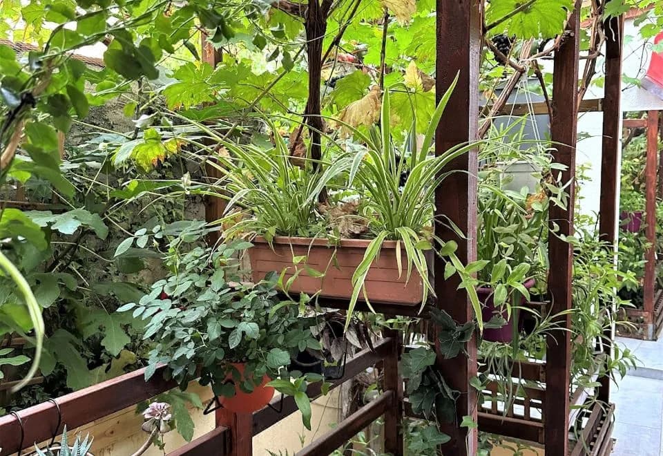 L'Oasis