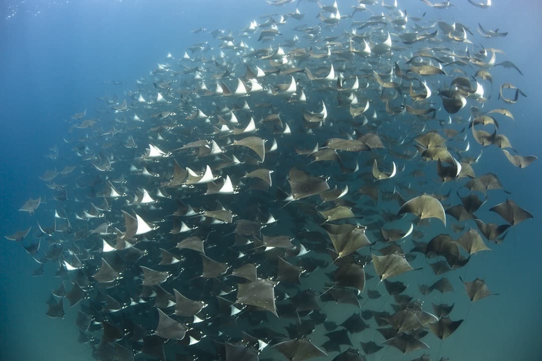 A massive school of mobula rays migrating through the Sea of Cortez off Baja California, Mexico