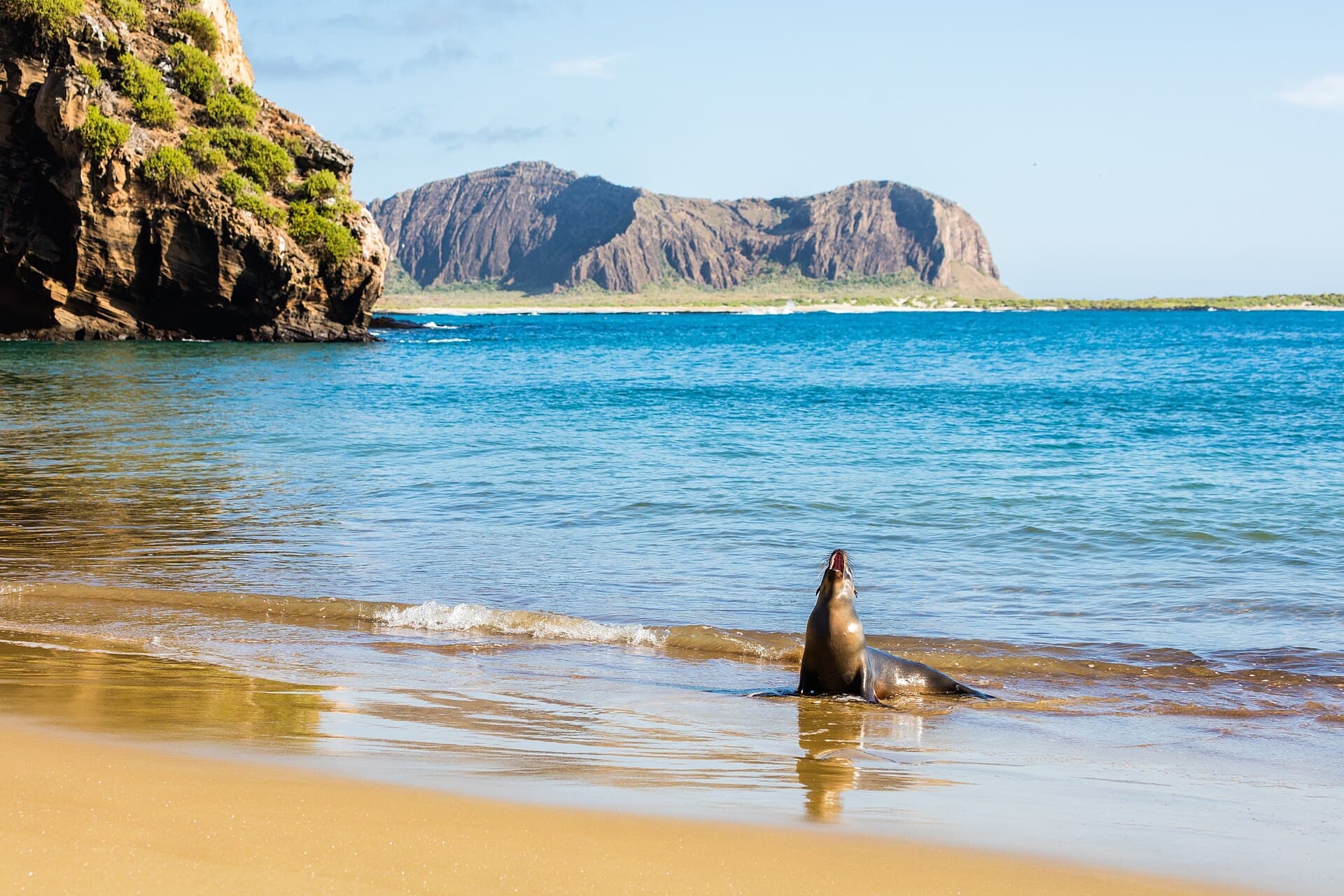 A Galápagos sea lion emerging from the shore with a volcanic island in the background