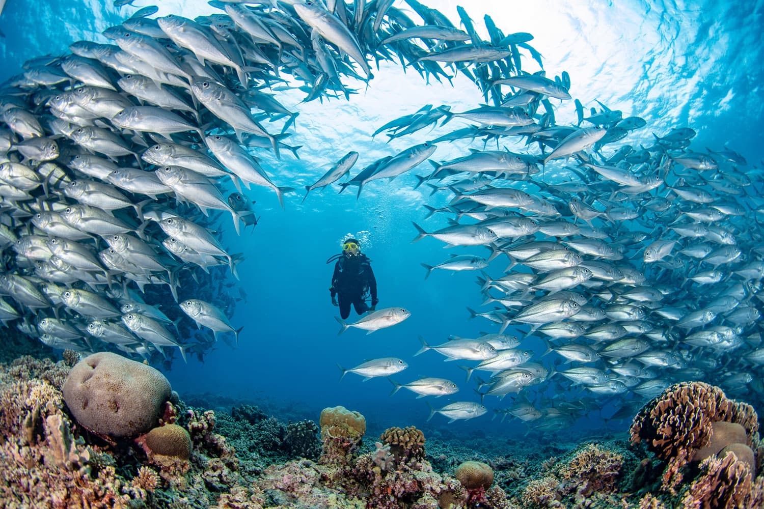 Underwater school of jacks circling a scuba diver at Tubbataha Reef in the Philippines